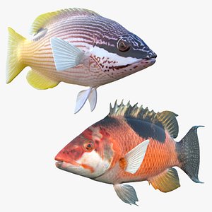 Saddleback Hogfish