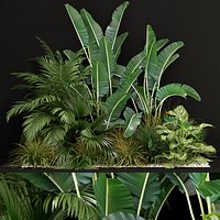 Plants collection 237