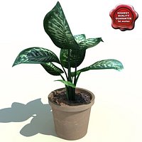 Dieffenbachia amoena Tropic Snow