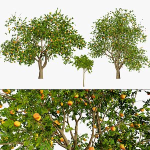 3D Realistic Grapefruit Trees