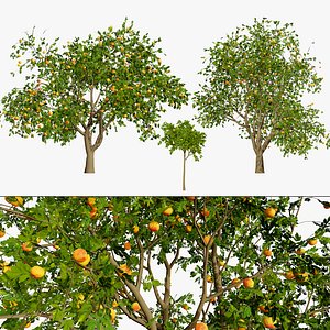 Realistic Grapefruit Trees