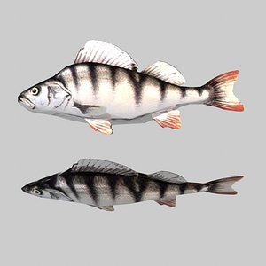 Fish Perch