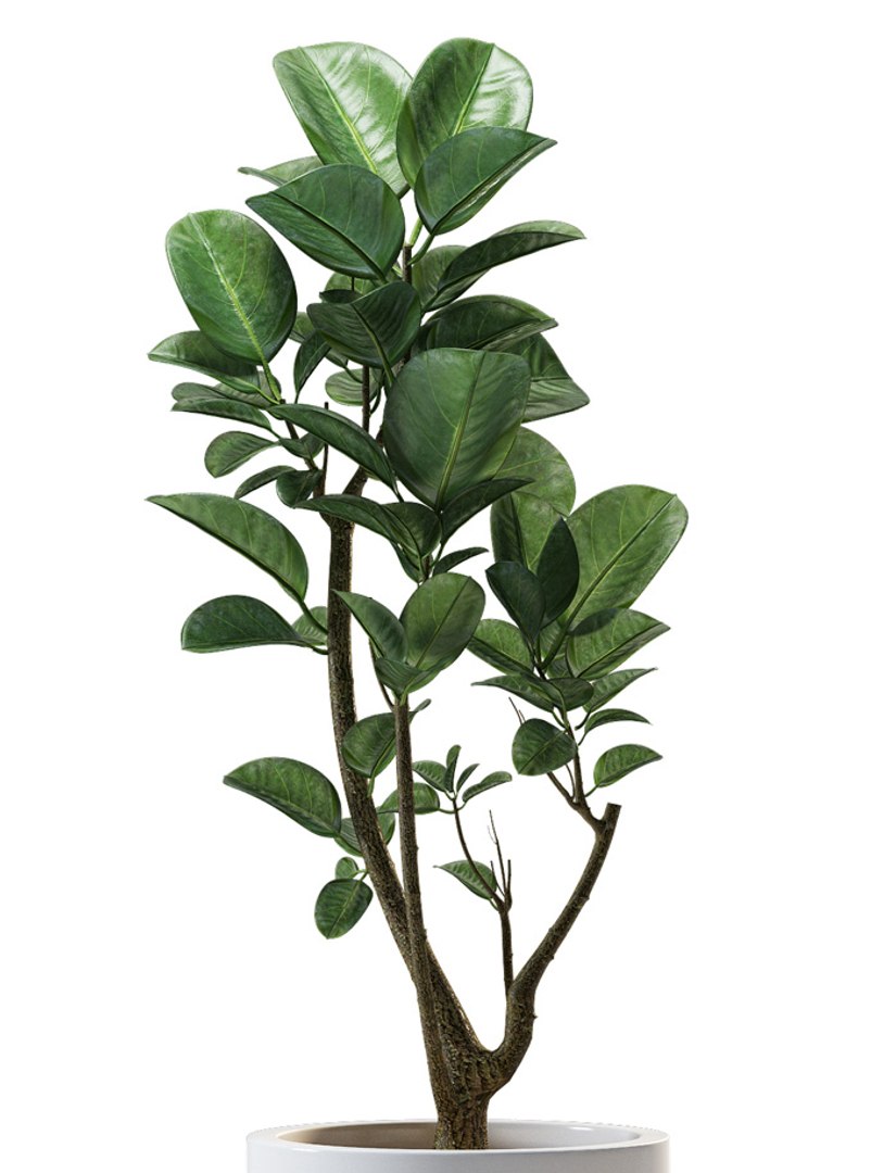 3D model plants 259 - TurboSquid 1476919