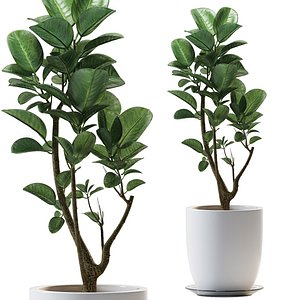 3D model plants 259