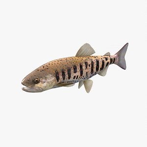 amago salmon 3ds