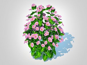 3D Begonia semperflorens - pink
