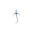 Flying Squid