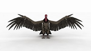 3D Vulture Bird