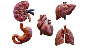 3D Realistic Human Organ Collection 3D Models - Heart KidneyLiverStomach and Lungs