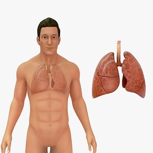 3D Human Natural body with Lungs