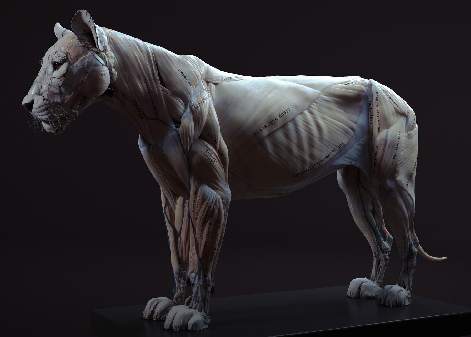3D Lion Anatomy TurboSquid 1280772