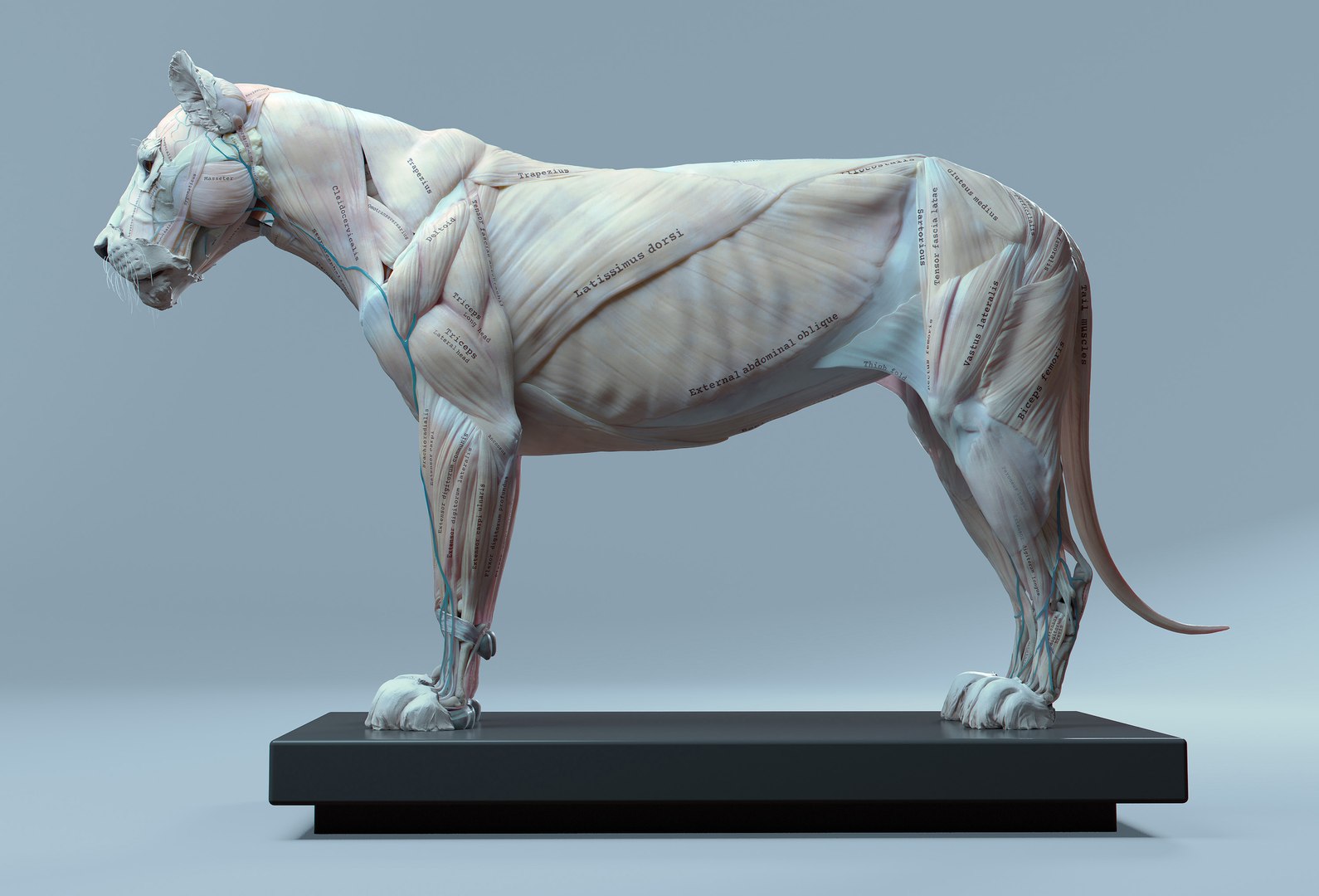 3D Lion Anatomy TurboSquid 1280772