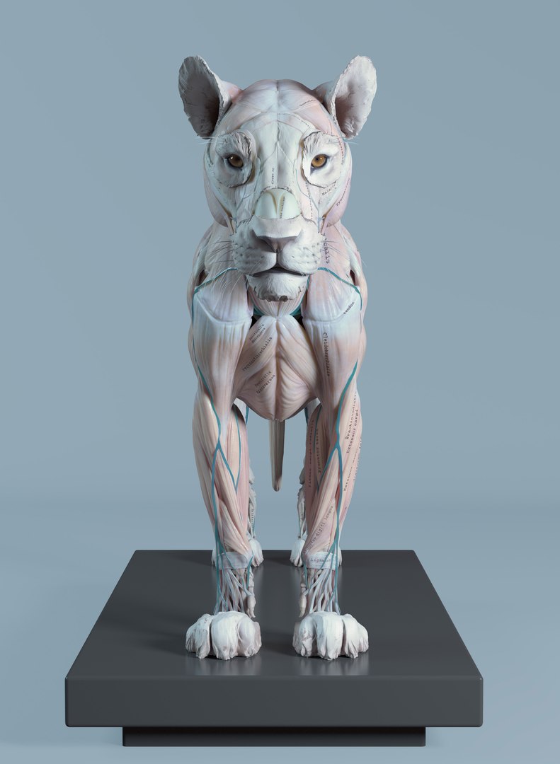 3D Lion Anatomy TurboSquid 1280772