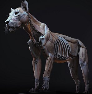 3D lion anatomy