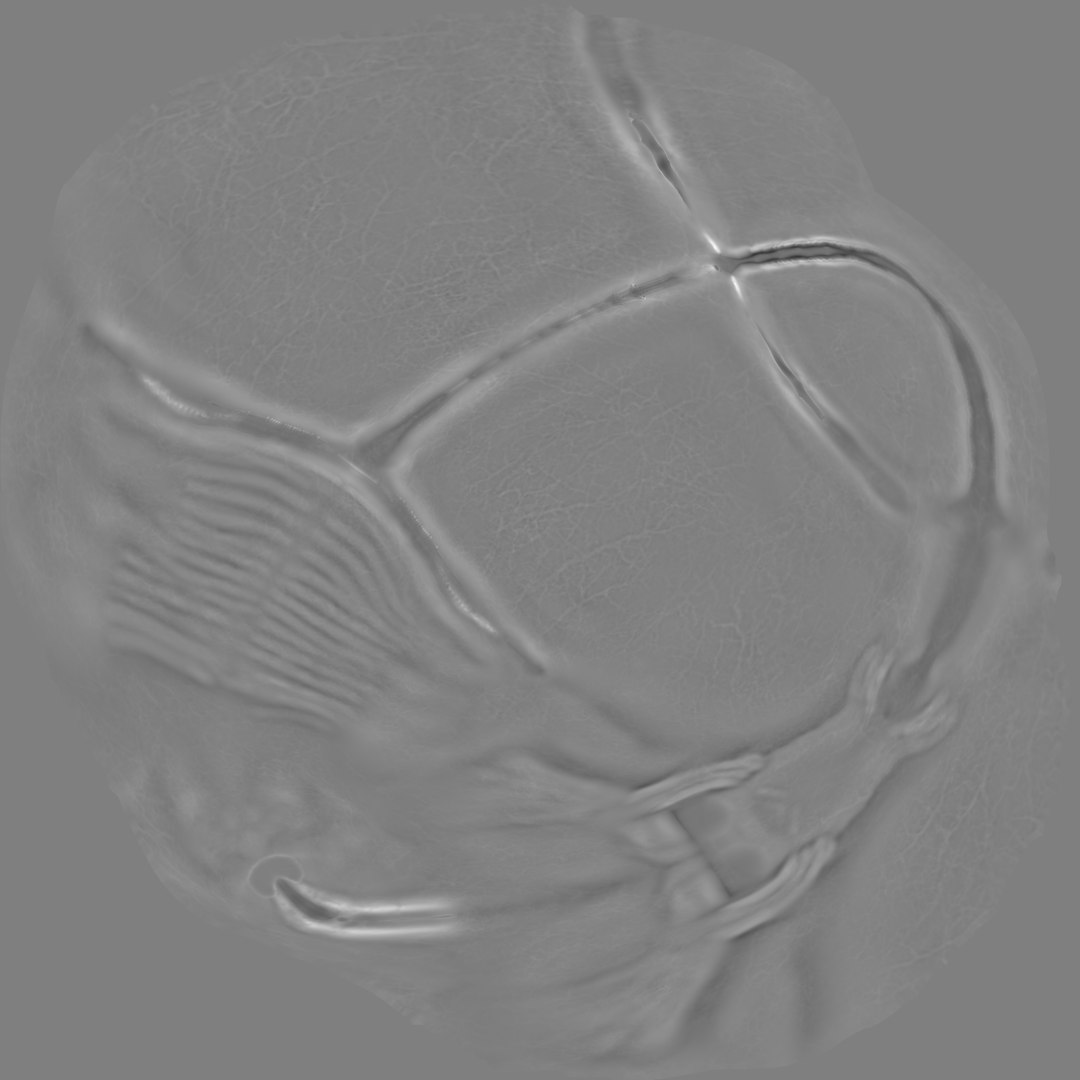 c4d realistic rat brain https://p.turbosquid.com/ts-thumb/rb/ZkclNE/GOr3fC23/rattenhirnvesslesdisplace/png/1358864707/1920x1080/fit_q87/5caae3c3c32ac1bbc13cf2446aba071dc3c90c4d/rattenhirnvesslesdisplace.jpg