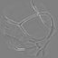 Rat Brain realistic