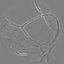Rat Brain realistic