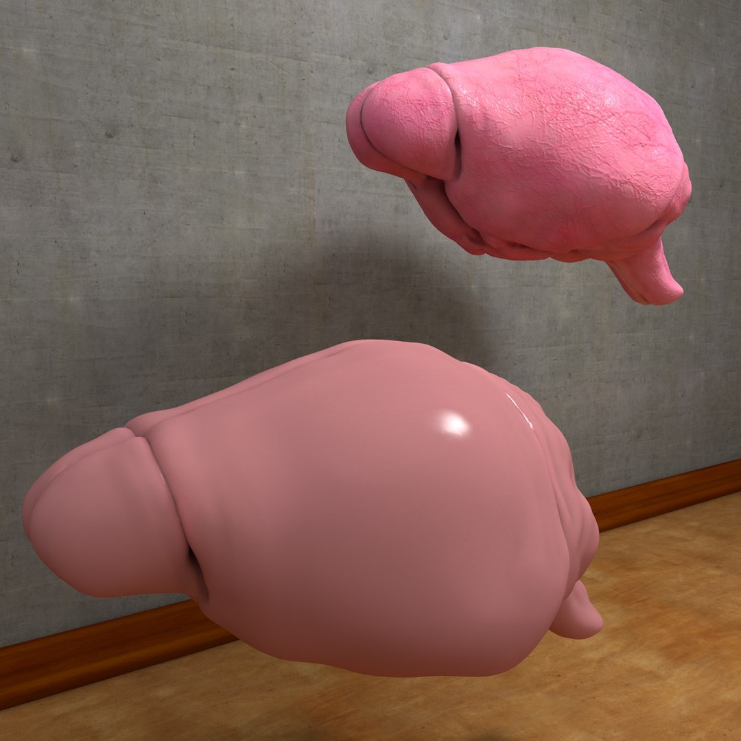 c4d realistic rat brain https://p.turbosquid.com/ts-thumb/rb/ZkclNE/xIs4nmJL/ratbrains002/jpg/1358866080/1920x1080/fit_q87/13983577955098e149a071c136f605ae5765b8b2/ratbrains002.jpg