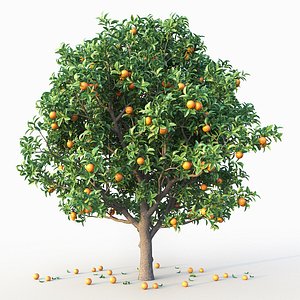 Orange Tree