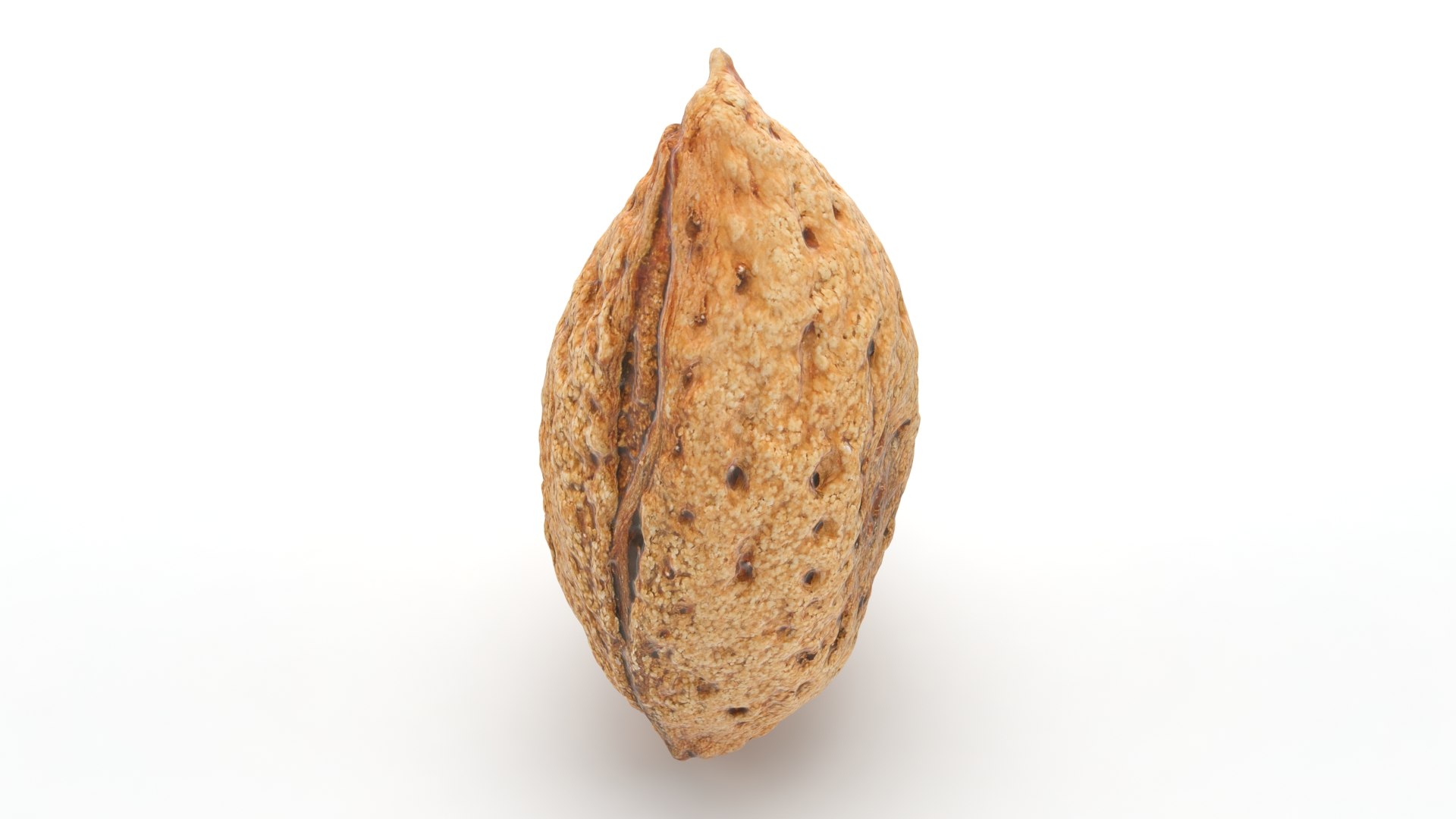 3D Almond Shell Collection TurboSquid 2045559