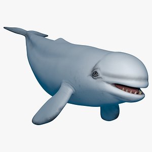 Beluga Whale 3D Models for Download | TurboSquid