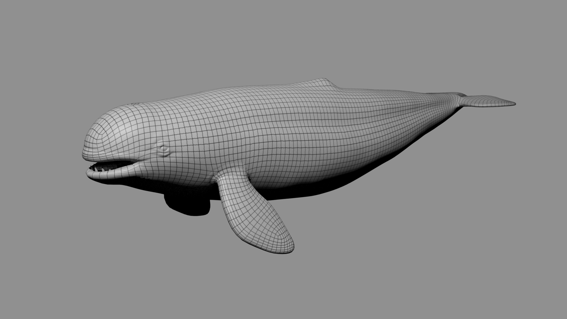 3D Beluga Whale - TurboSquid 2018426