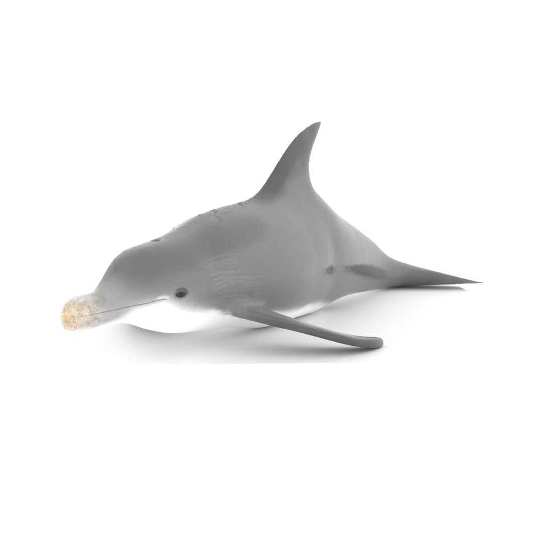 3D Model DOLPHIN LOW-POLY 3D MODEL - TurboSquid 2009489