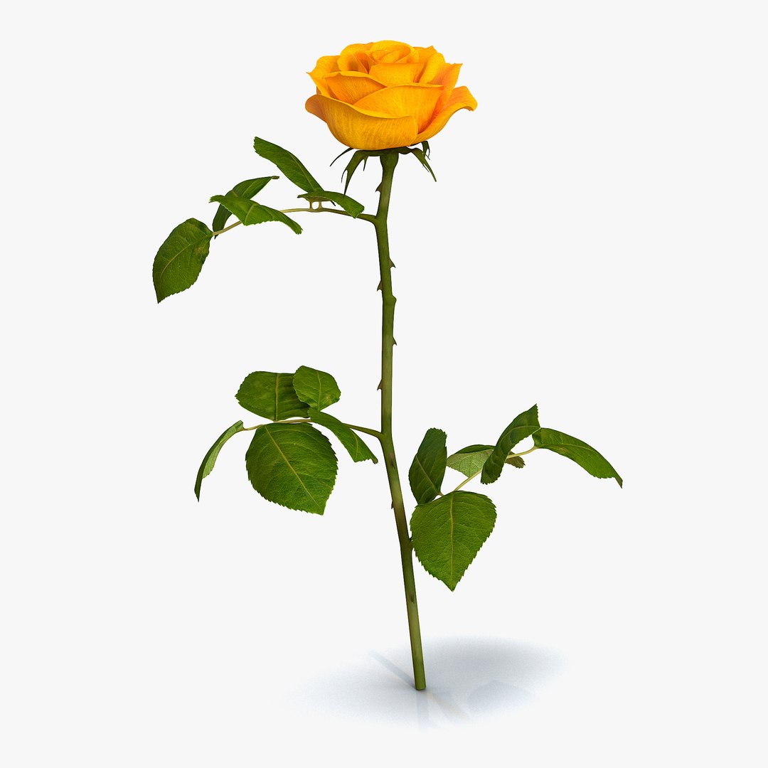 Rose 3 Yellow 3D Model 3D model preview