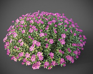 XfrogPlants Magenta Rockrose - Cistus Pulverulentus