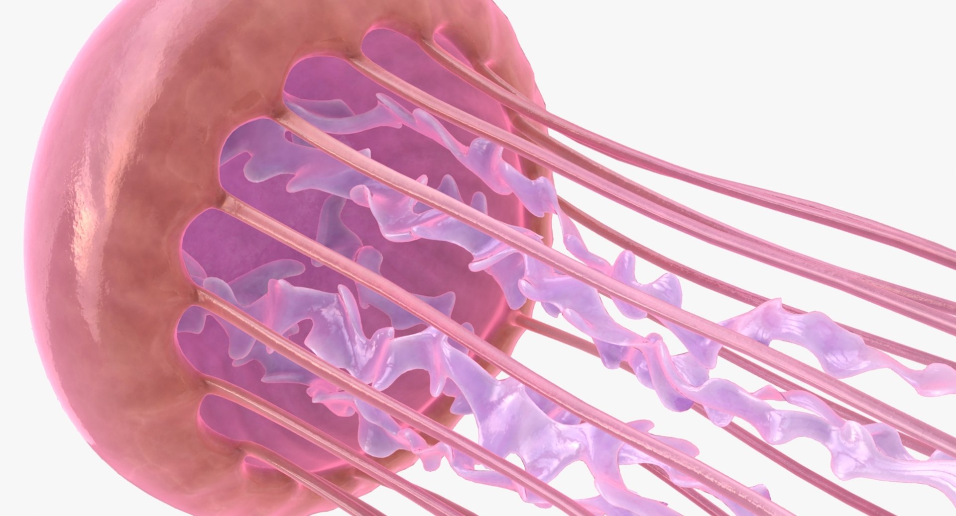 jellyfish scanline ready 3D https://p.turbosquid.com/ts-thumb/rc/7NB3kn/jw2d9Fm0/lemon_rr_08/jpg/1540019809/1920x1080/fit_q87/5106c880499d866d72f573d4875cc54c20cdedfa/lemon_rr_08.jpg