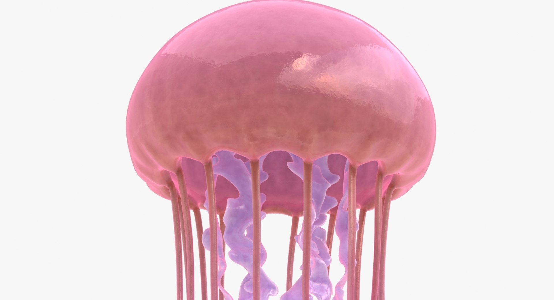 jellyfish scanline ready 3D https://p.turbosquid.com/ts-thumb/rc/7NB3kn/t4z82m1O/lemon_rr_03/jpg/1540019809/1920x1080/fit_q87/a7d2fd7332c912978182b962fe4a4140faa133d4/lemon_rr_03.jpg