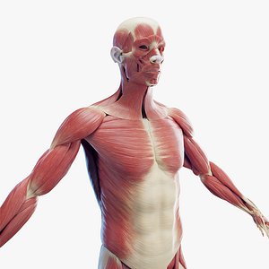 3D Human Male Skeleton and Muscles Static model