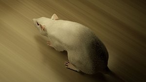Rigged Mouse Rat with displacement and normal 8k maps