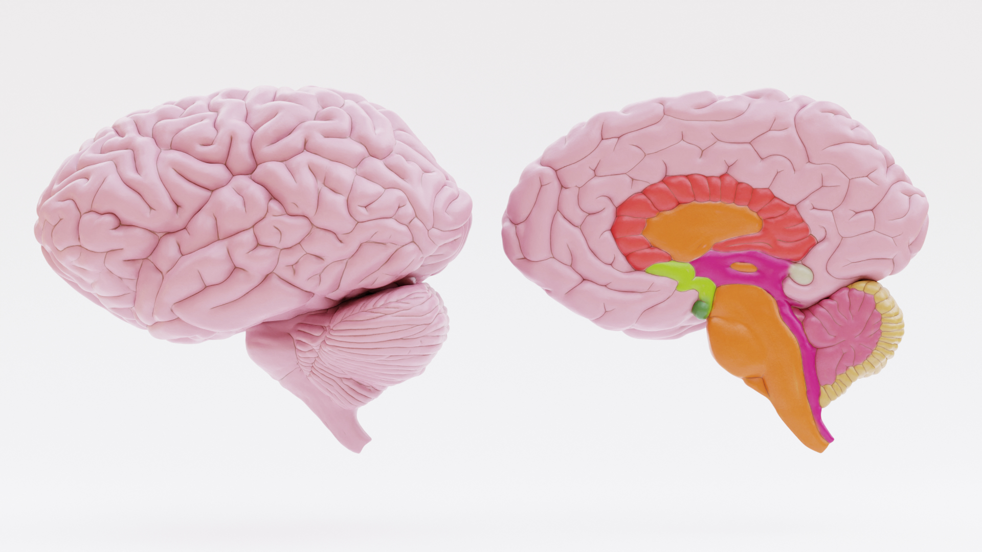 Plastic Brains 3D https://p.turbosquid.com/ts-thumb/rc/HkQf0Y/9a/0001/png/1675522244/1920x1080/turn_fit_q99/20a31278a3e72c32f5b05b54aa3fae624cf1fbc6/0001-1.jpg
