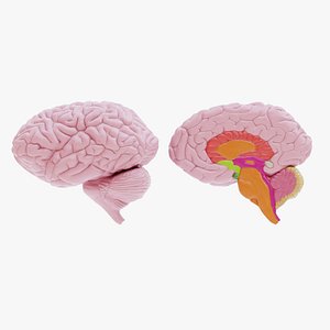 Plastic Brains Collection