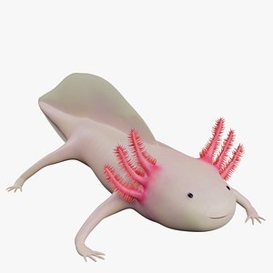 Leucistic Axolotl low poly