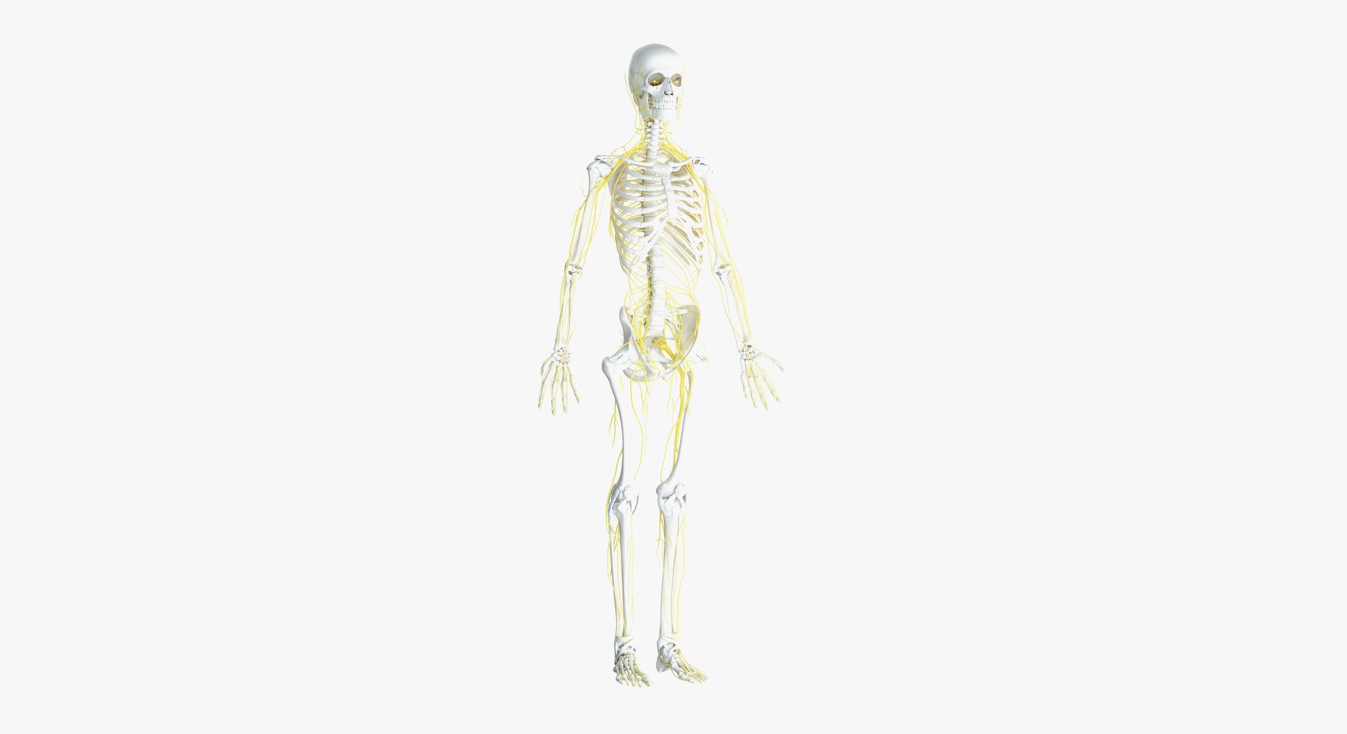 3D female skin skeleton nerves - TurboSquid 1391275