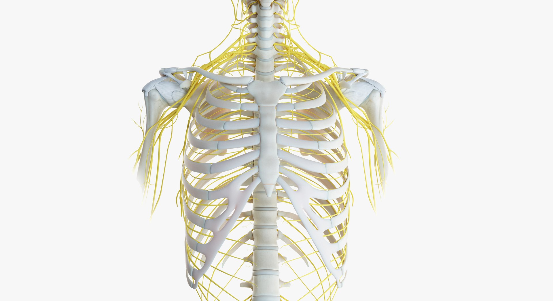 3D female skin skeleton nerves - TurboSquid 1391275