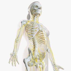 3D female skin skeleton nerves