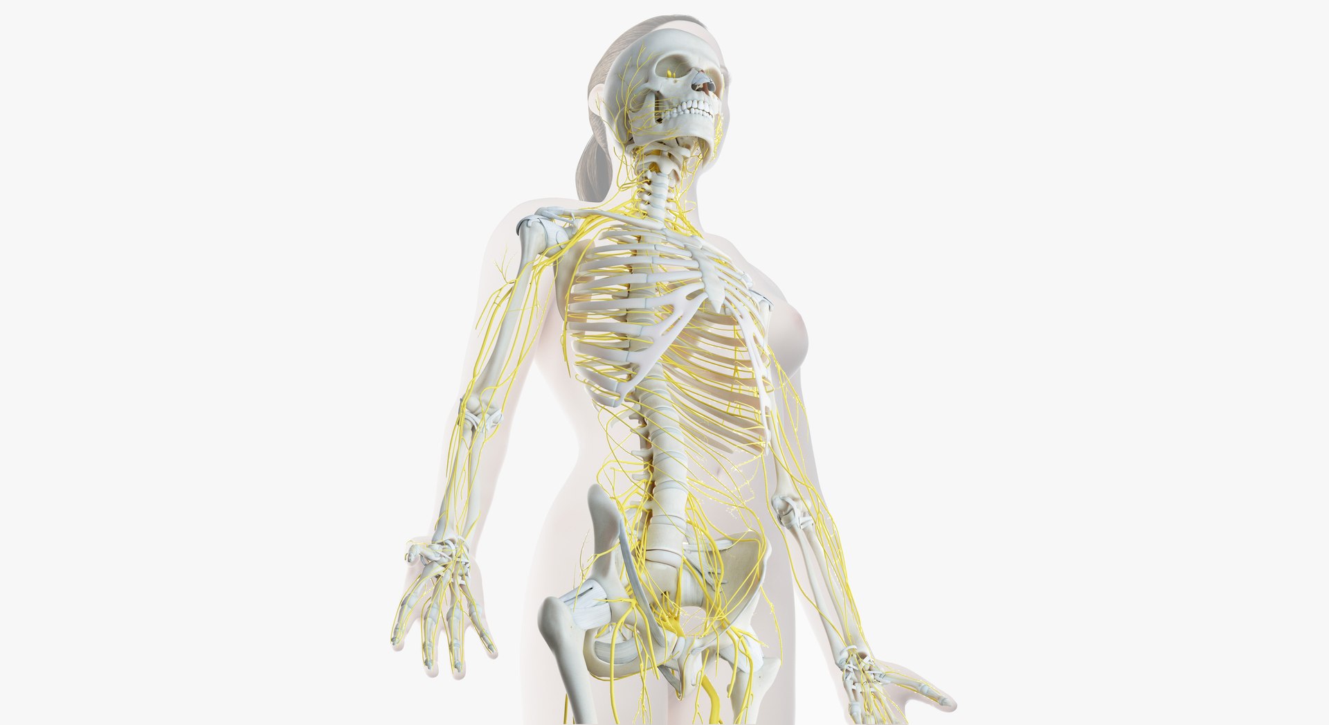 3D female skin skeleton nerves https://p.turbosquid.com/ts-thumb/rc/T3JKK8/P7VQ8ynl/02_context_image/jpg/1553461395/1920x1080/fit_q87/e8aee52bd3dc67eef8e3373d09932090886c6196/02_context_image.jpg