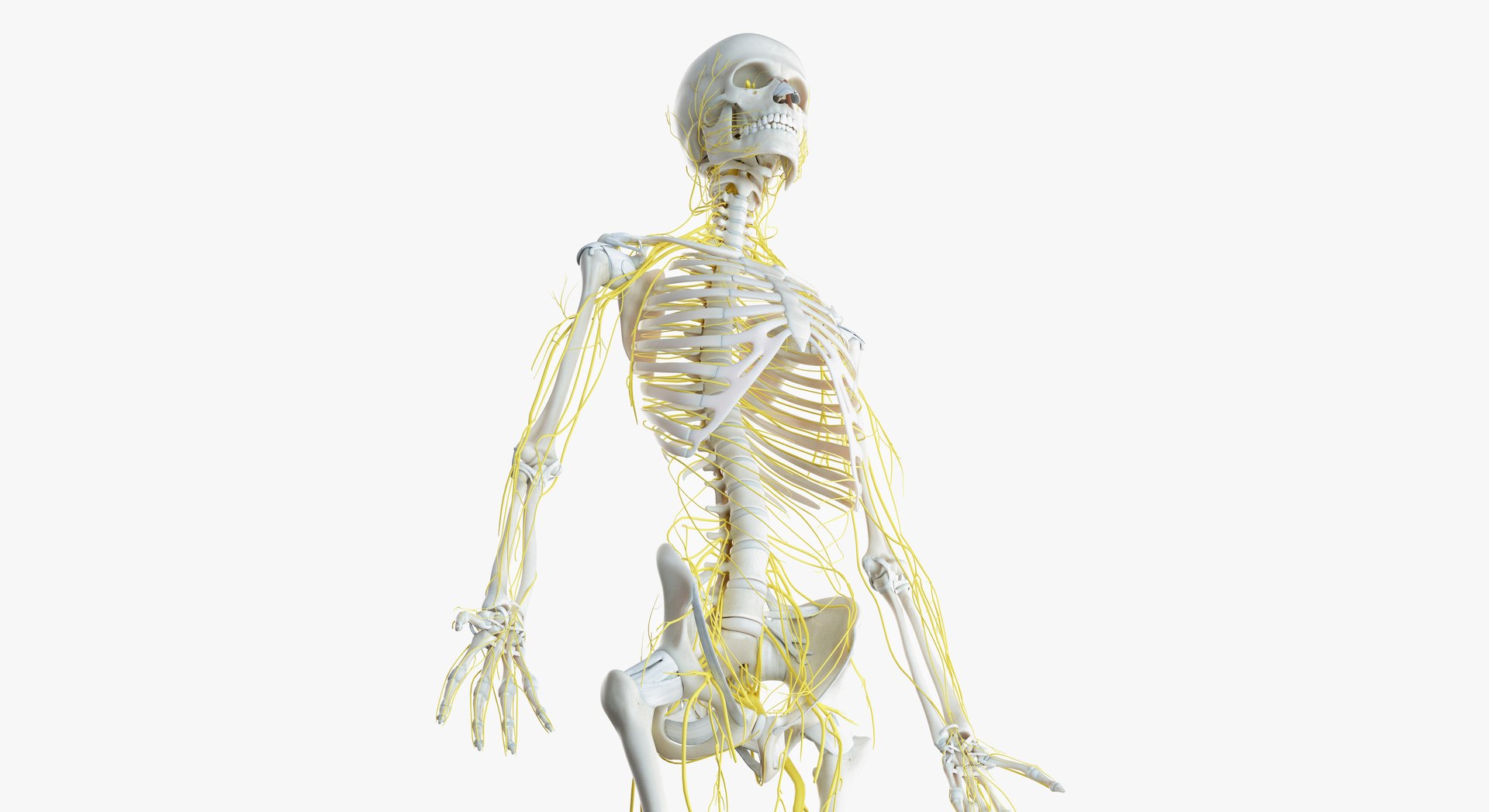 3D female skin skeleton nerves - TurboSquid 1391275