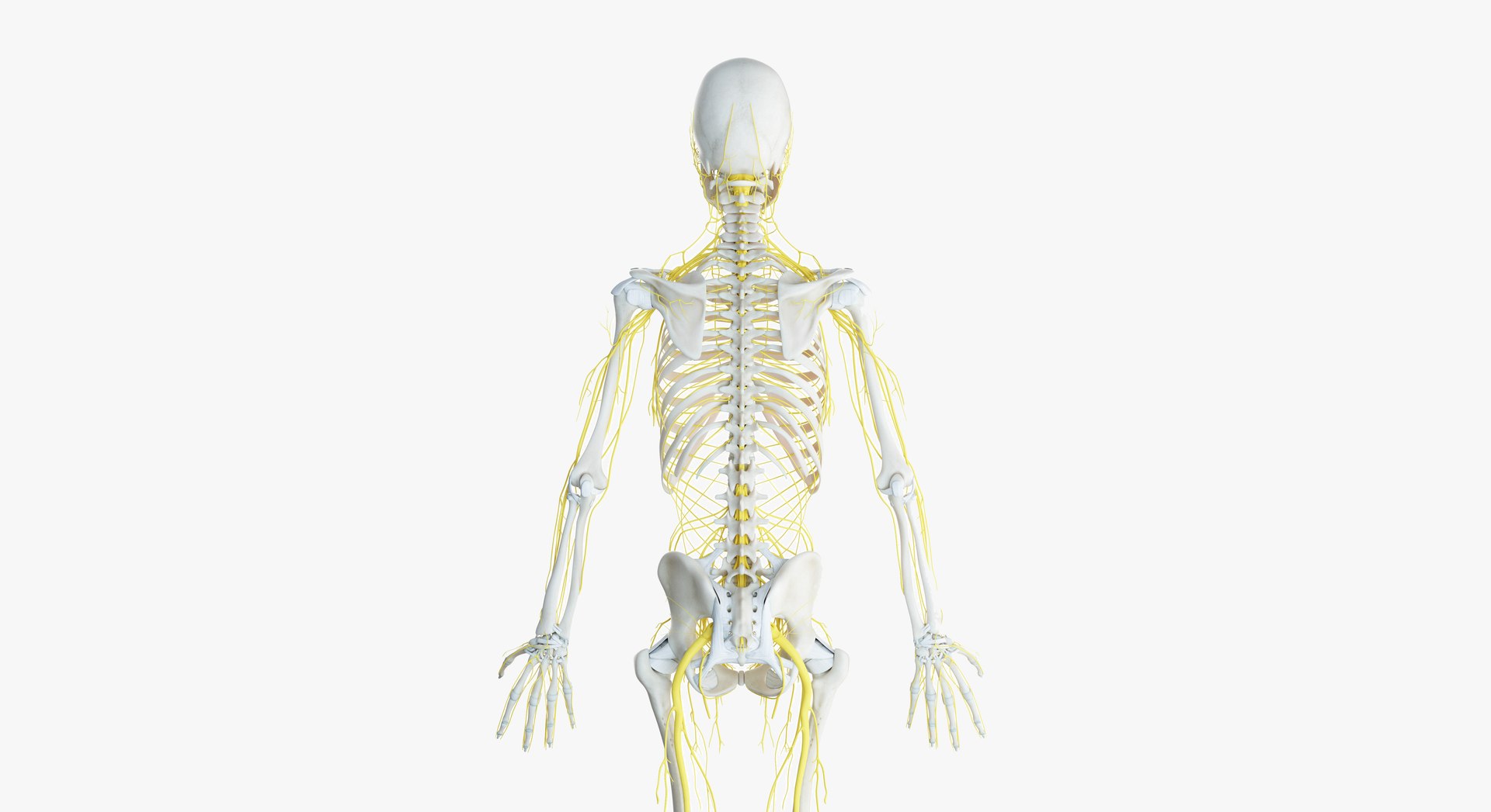 3D female skin skeleton nerves https://p.turbosquid.com/ts-thumb/rc/T3JKK8/qowAmDCL/2019_female_skeleton_nerves0004/jpg/1556266130/1920x1080/fit_q87/870e4839d2bc2349a276f1f1b1838ad453013492/2019_female_skeleton_nerves0004.jpg