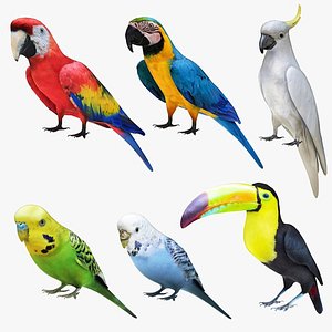 Parrot Collection 6 in 1
