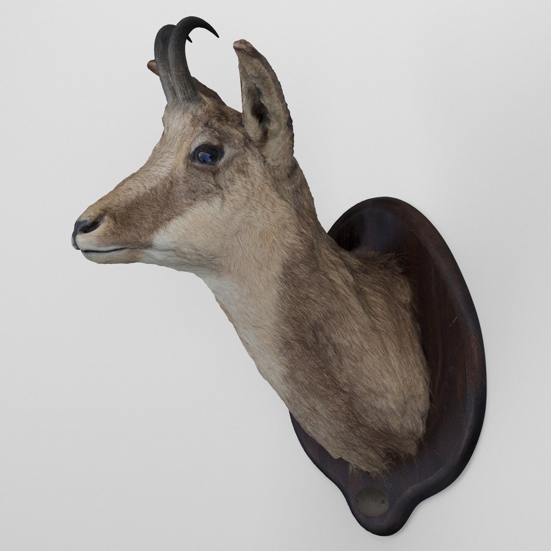 3d 01 chamois head https://p.turbosquid.com/ts-thumb/rc/WodC04/66du1SzI/01_preview_05/jpg/1406323946/1920x1080/fit_q87/4b78e676ad81237da6929bf22fc23b28ccfea912/01_preview_05.jpg