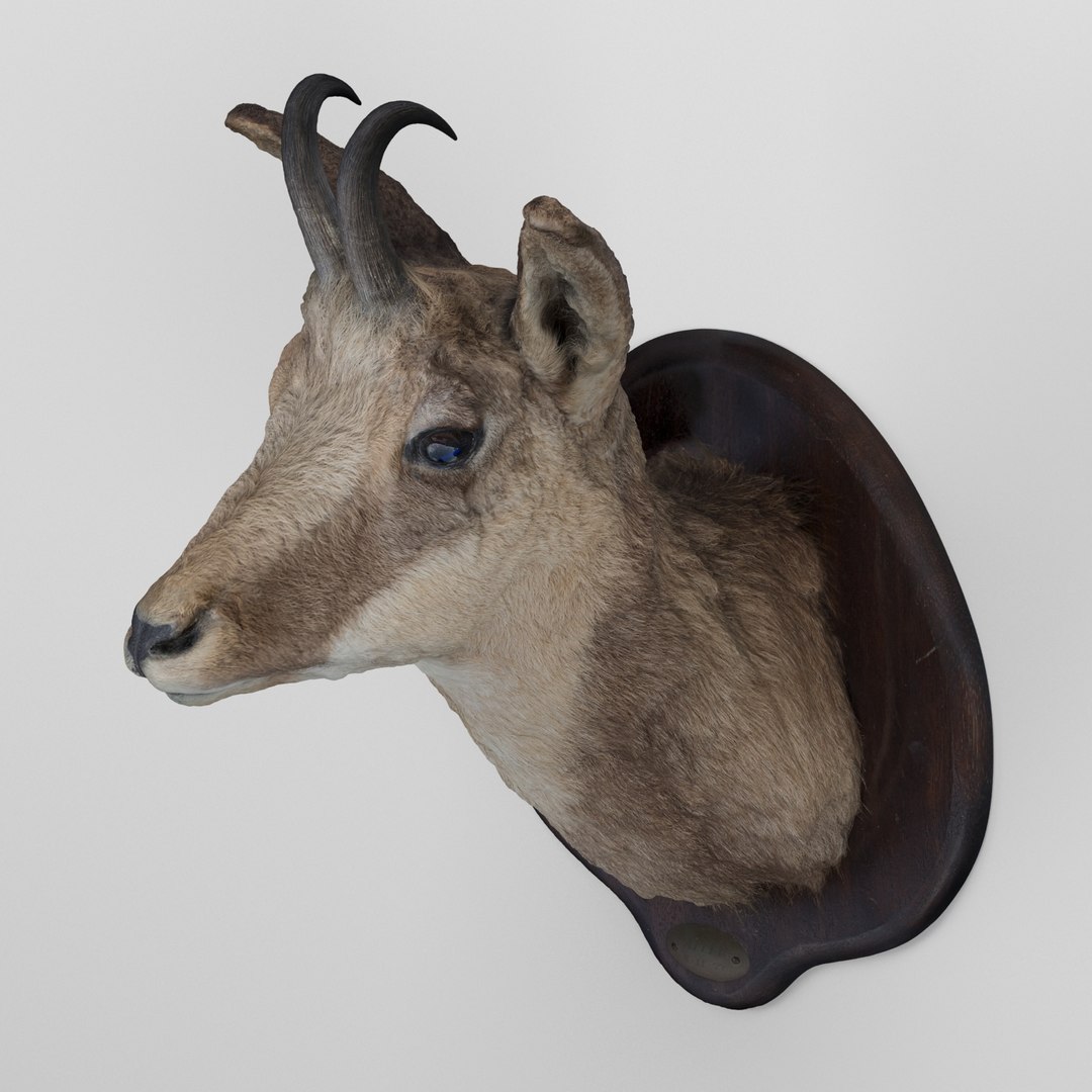 3d 01 chamois head https://p.turbosquid.com/ts-thumb/rc/WodC04/Pe9X0HzM/01_preview_06/jpg/1406323946/1920x1080/fit_q87/e03f1be263ad262930cf72744fb86853c90975ce/01_preview_06.jpg