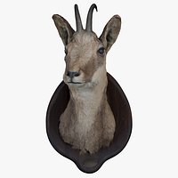 Taxidermy 01. Chamois Head