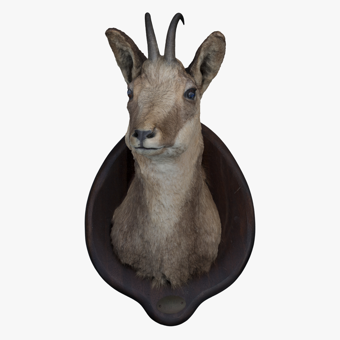 3d 01 chamois head https://p.turbosquid.com/ts-thumb/rc/WodC04/rD44CA1S/chamois_turntable/png/1409519042/1920x1080/turn_fit_q99/ddc7f9132fc5c49d00658af48f085b3fdb3df033/chamois_turntable-1.jpg