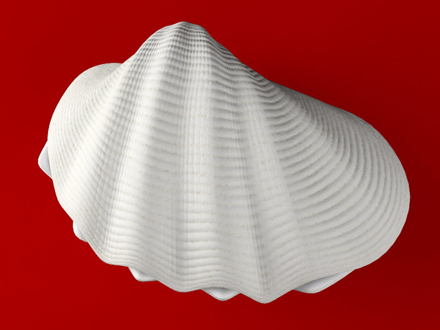Tridacna Seashell 3d Model