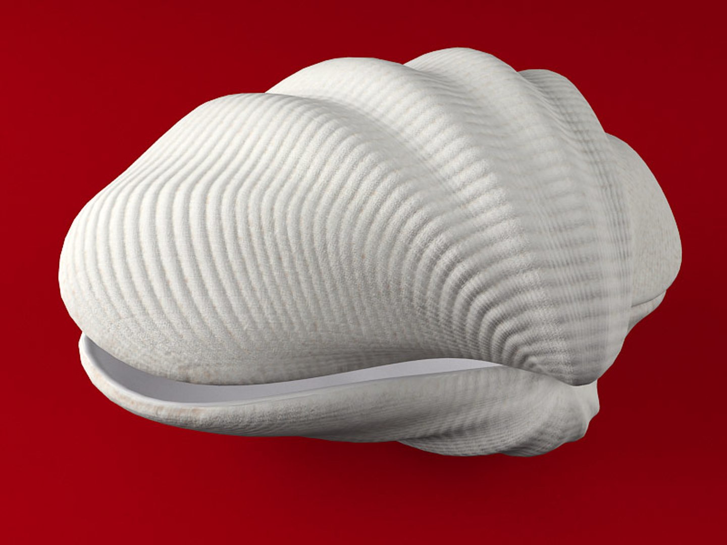 tridacna seashell 3d model https://p.turbosquid.com/ts-thumb/rc/XTZ2It/oAxovpdJ/tr_07/jpg/1321014773/1920x1080/fit_q87/0bf7cb5862a3a4f9580ec7e01dd7d4a2693e5008/tr_07.jpg