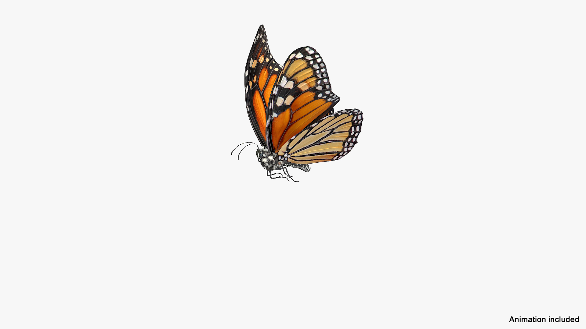 monarch butterfly sits flower 3D model https://p.turbosquid.com/ts-thumb/rc/aRyRXR/YmNGNw6l/animated_monarch_butterfly_sits_on_flower_with_fur_rigged_360/jpg/1573177107/1920x1080/turn_fit_q99/9cadfb7efd9081e106589231e8ba80c0cfdd60e4/animated_monarch_butterfly_sits_on_flower_with_fur_rigged_360-1.jpg